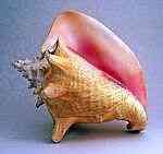 How to Make a conch shell paper