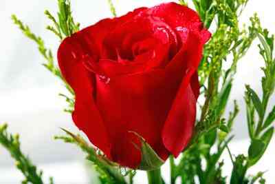 Flowers for Burns Night