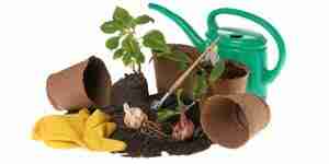 Grow plants in the classroom