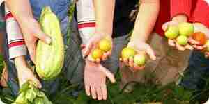 Kids harvesting vegetables Kids harvesting vegetables