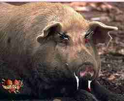 We'll never know what Anakin's war pig would've looked like...