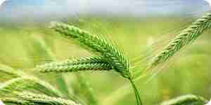 You understand the health benefits of green barley