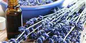 Use Lavender: Lavender Tea, Dried Lavender, and More