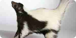 Get Rid of Skunk Smell: Remove Skunk Scent