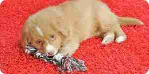 You Choose Pet-Proof Carpet