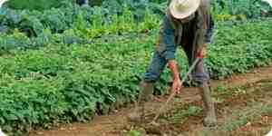 Designing a Vegetable and Herb Garden: Design Ideas