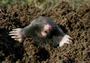 Get Rid of Moles: Traps, Poison, and Repellent