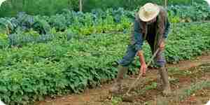 Design, plan and plant a vegetable garden