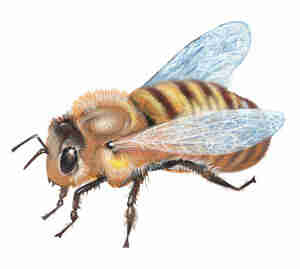 Get Rid of a Beehive