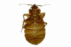 Get Rid of Bed Bugs: DIY and Exterminators