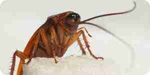 Get Rid of Roaches: Roach Bait and Insecticides
