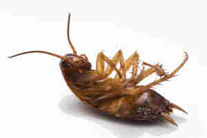 how to get rid of cockroaches