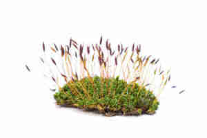 how to grow moss