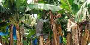 Grow and Care for Banana Trees