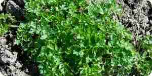 Grow and Harvest Cilantro