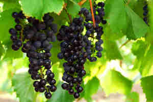 Grow Grapes: Choosing Varieties, Vines, Pruning, Trellis