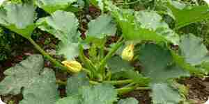 Grow Zucchini
