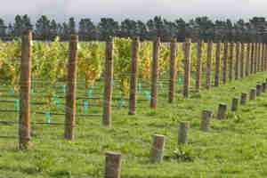 Make Your Own Grape Trellis