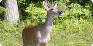 Keep Deer Out of Your Garden: Dogs, Repellents, and Fences