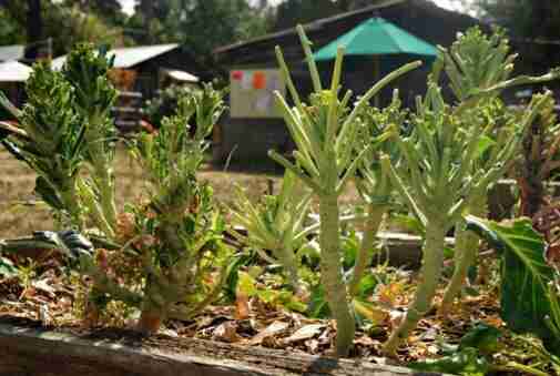 Deer Damaged Garden