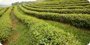 Preventing and controlling soil erosion: soil conservation