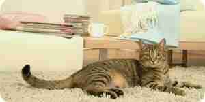 Building Cat Condos and Houses: Furniture Plans