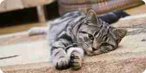 Cleaning cat vomit off carpets: carpet cleaning tips
