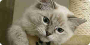 Care for older cats