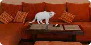 Do Interior Decorating for Cat Owners