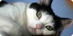 Identify and Treat Feline Constipation