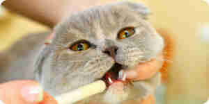 Identify and treat Feline distemper
