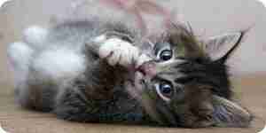 Identify and Treat Feline Ear Mites