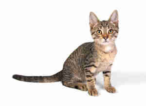 Identify and Treat Feline Worms
