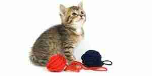 Make Homemade Toys for Cats: Best Cat Toys
