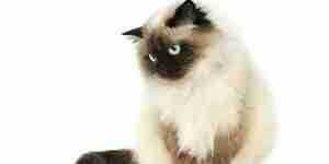 A Himalayan cat: cat care-health