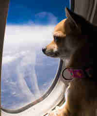 Travel with pets by air