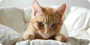 Identify and Treat Cat Parasites: Fleas, Worms, Ticks and More