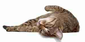 Identification and treatment of Cat health problems of feline lymphoma