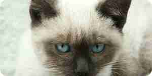 Identifying and treating feline anemia