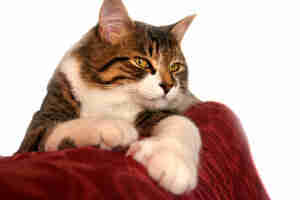 Keeping a Cat from Urinating on Furniture
