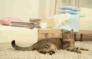 how to build cat furniture