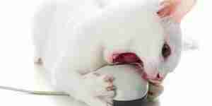 Stop a Cat from Biting: Cat and Kitten Training