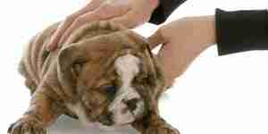 A guide to choosing a puppy
