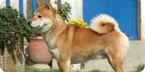 Build a dog run