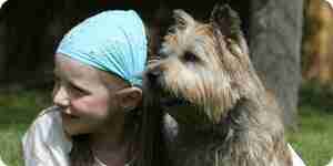 Care for a Cairn Terrier