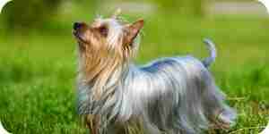 Care for Australian Silky Terrier