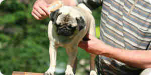 Care for hair and fur of your dog