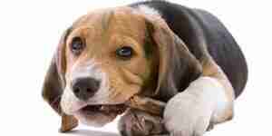Choose Dog Bones: Dog Chews