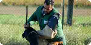 Attack dog training find