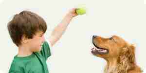 Teach your dog tricks